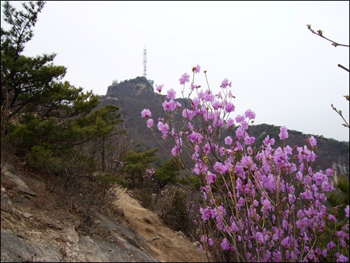 능선길의 진달래와 멀리 뒤에 보이는 연주대 